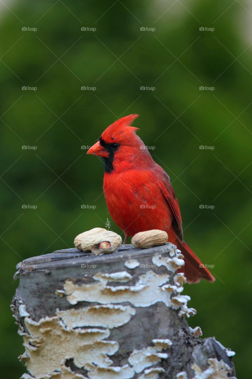 cardinal
