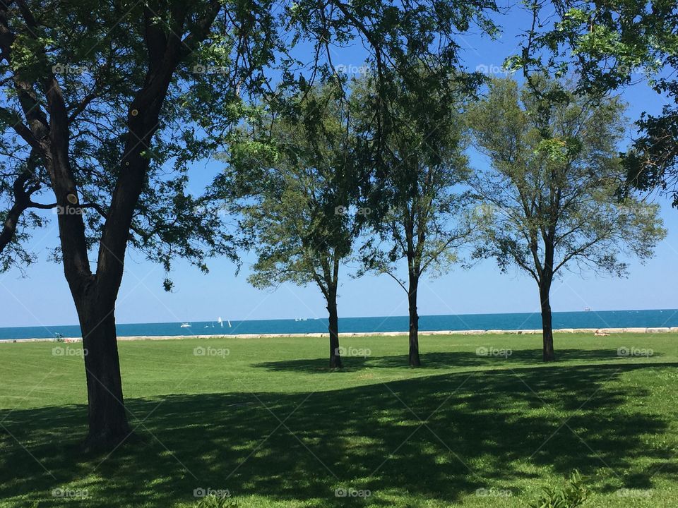 Summer Trees. A beautiful day in Chicago. I took this during my run.