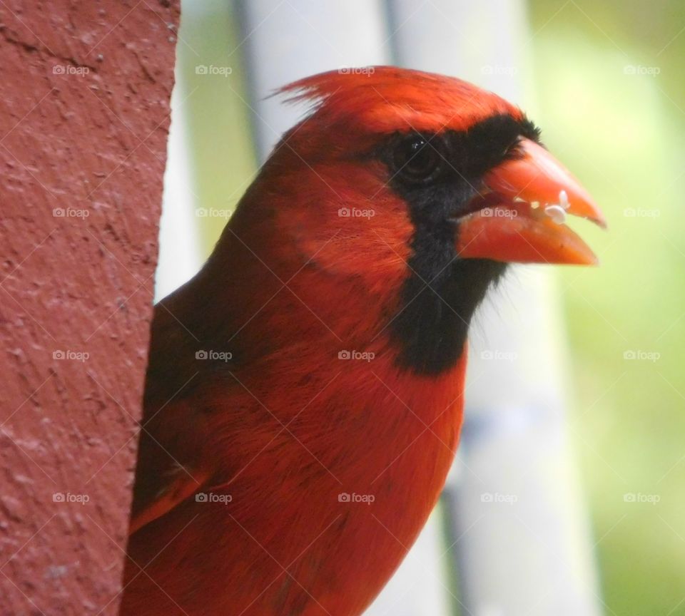 Wild Animals of The United States Foap Mission - A Red Cardinal stands alert as he chomps on bird seed