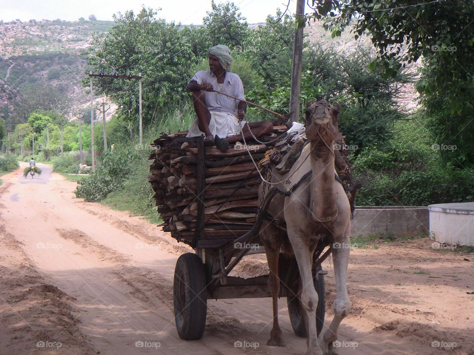 transportation with camel in India