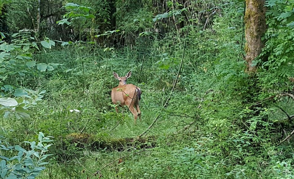 Mule Deers