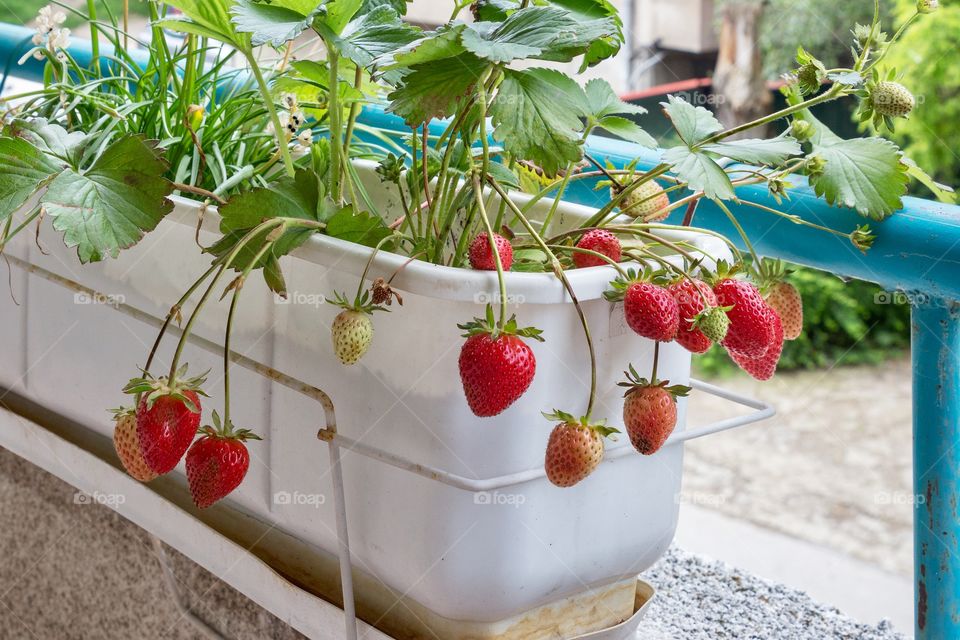 Delicious strawberries in a pot on a balcony