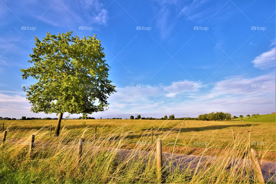 wide angle minimalistic landscape picture from the countryside in The Netherlands with yellow dried grass isolated tree and blue sky with white clouds
