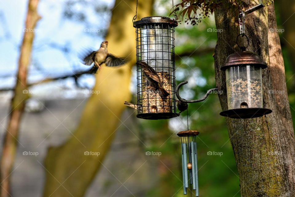 bird feeding