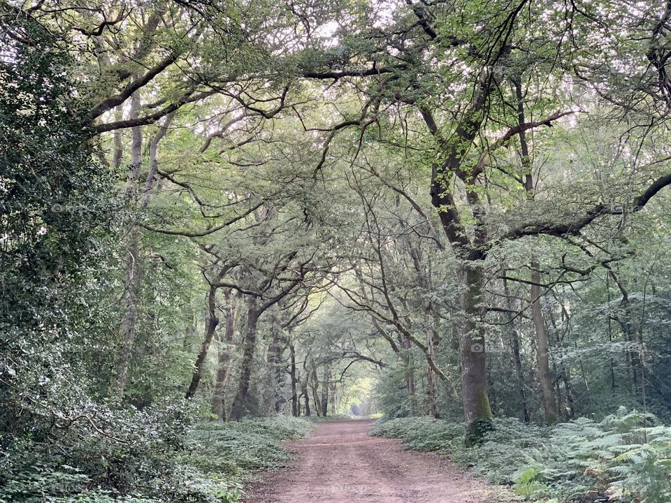 Magical misty morning walk in the woods 