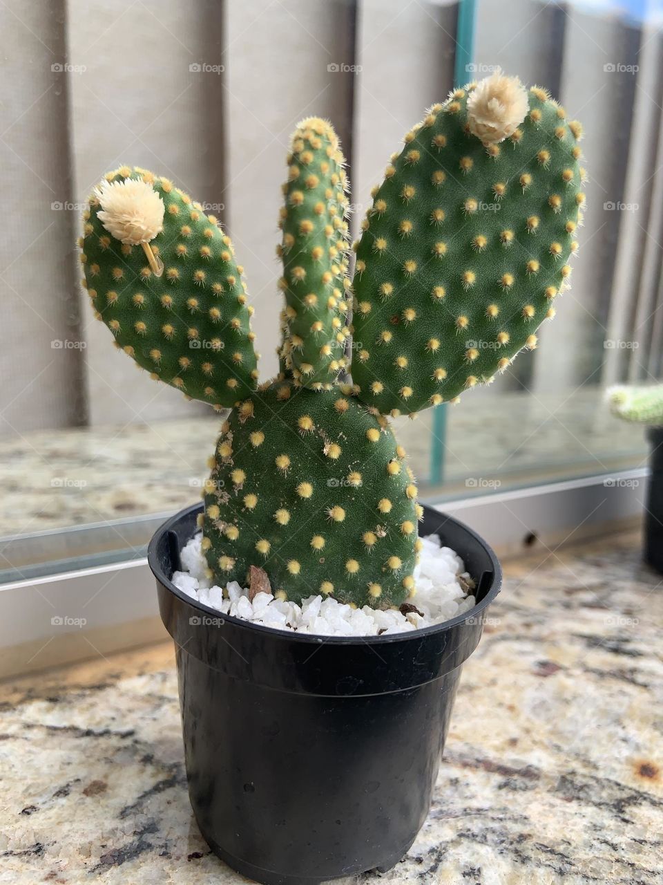 Cactus with little white flowers 