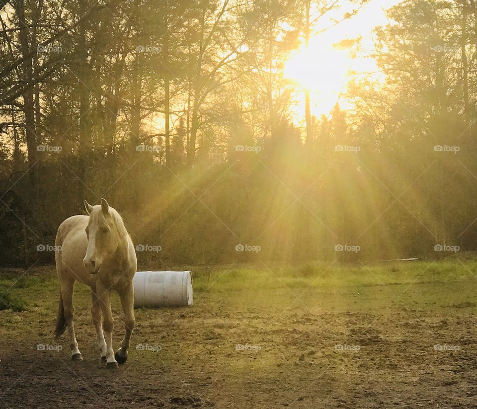Wrangler the palomino horse glowing in the rays of the South Georgia sunset. 