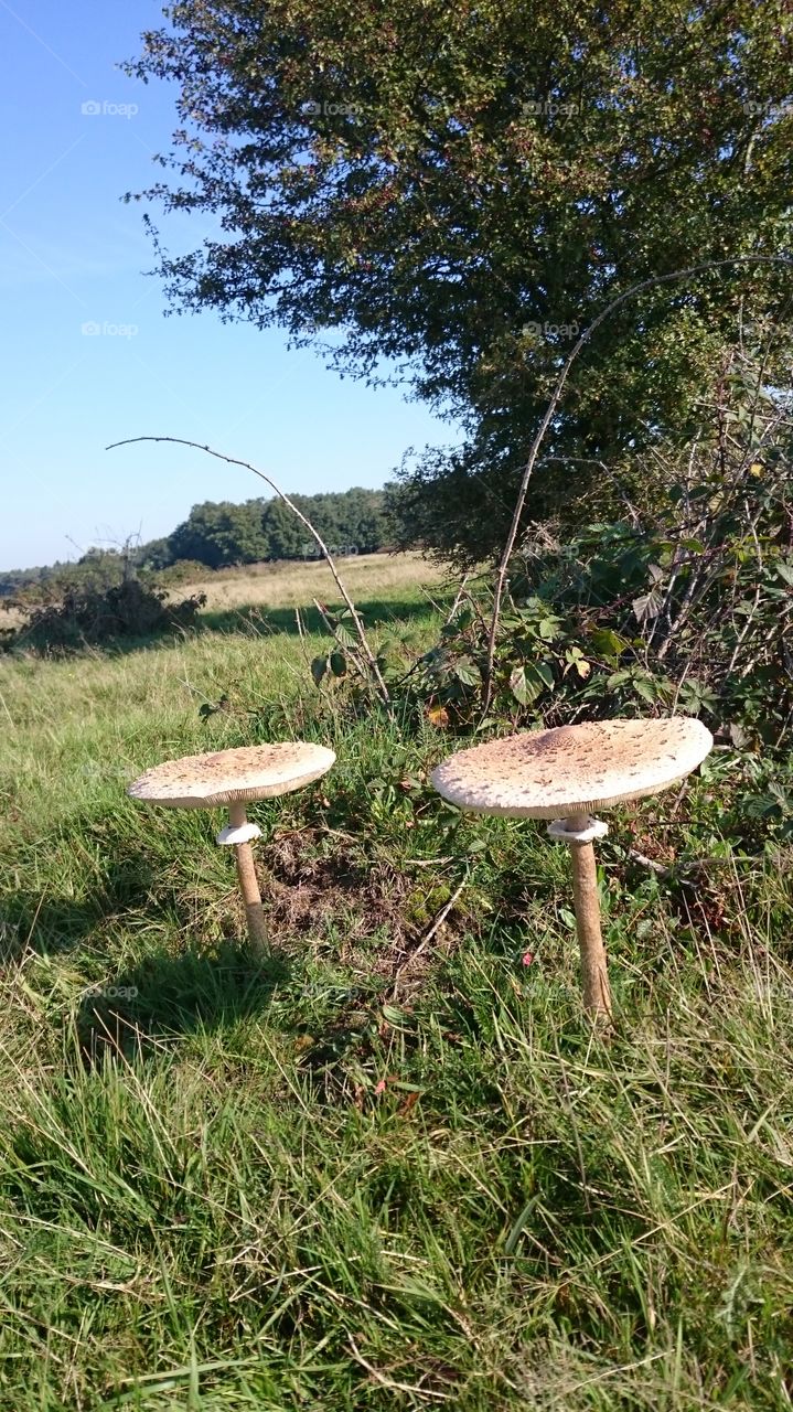 Nature, Wood, Mushroom, Grass, Summer