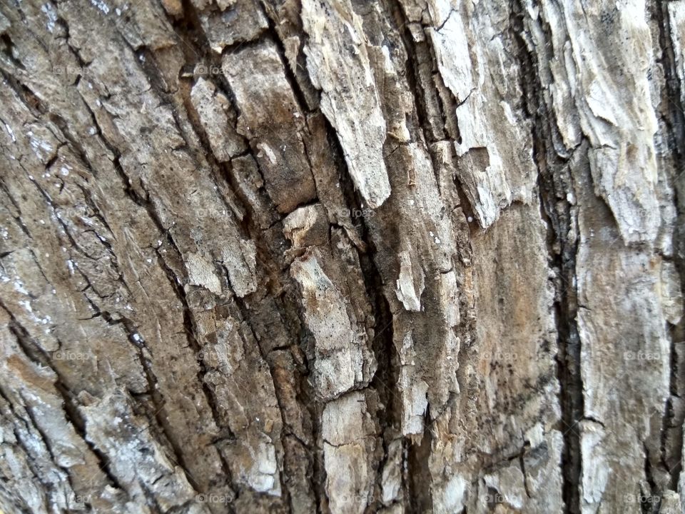 wooden Texture