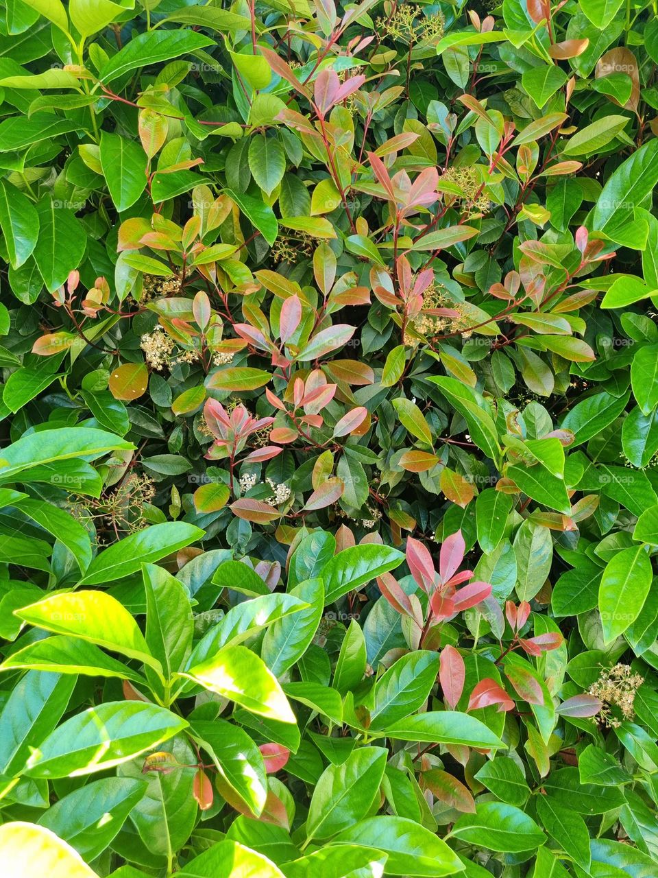 Colors leaves with green and red