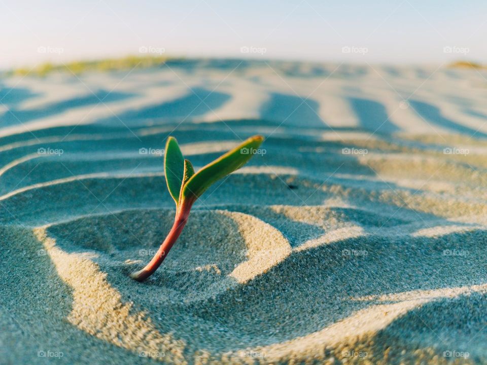 plant on the beach