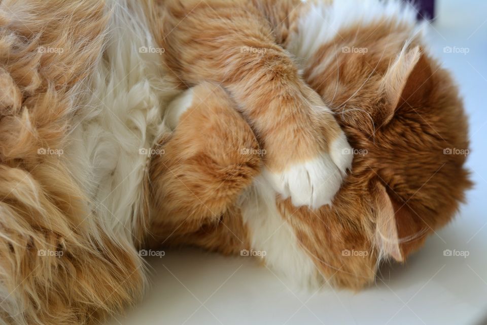 funny ginger cat sleeping home