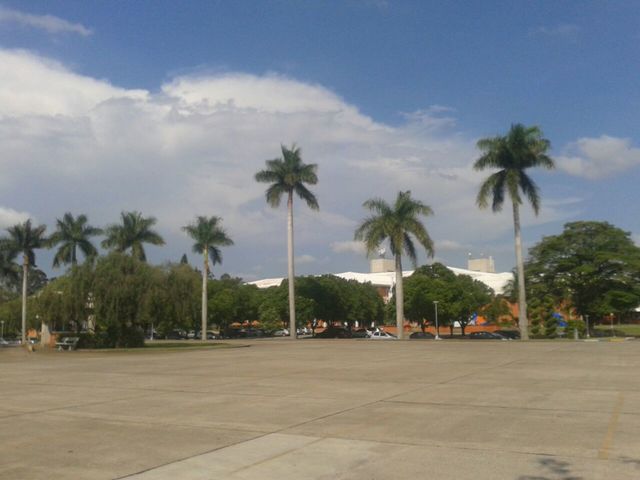 Coconut tree