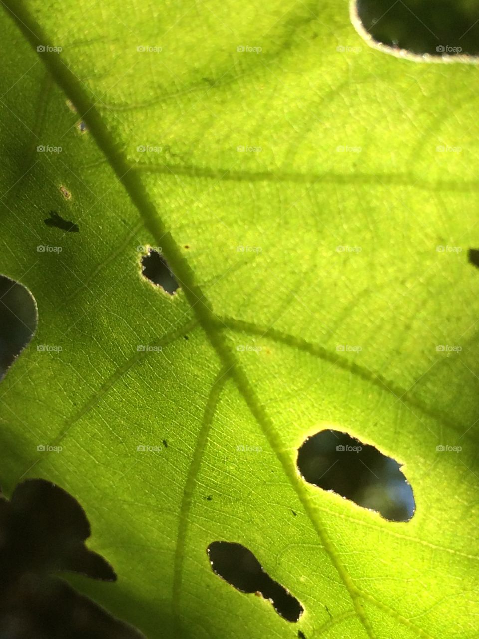 Leaf Bite 