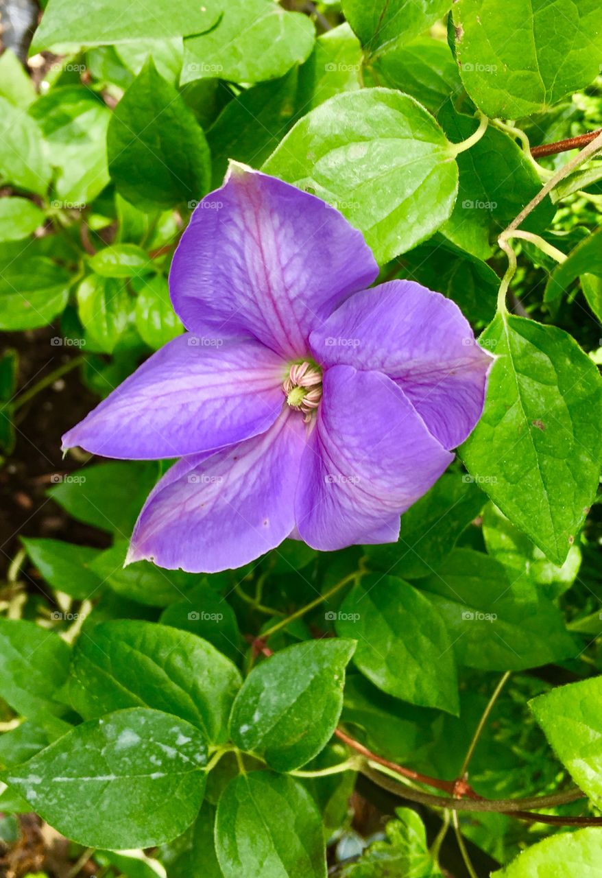 Clematis 2