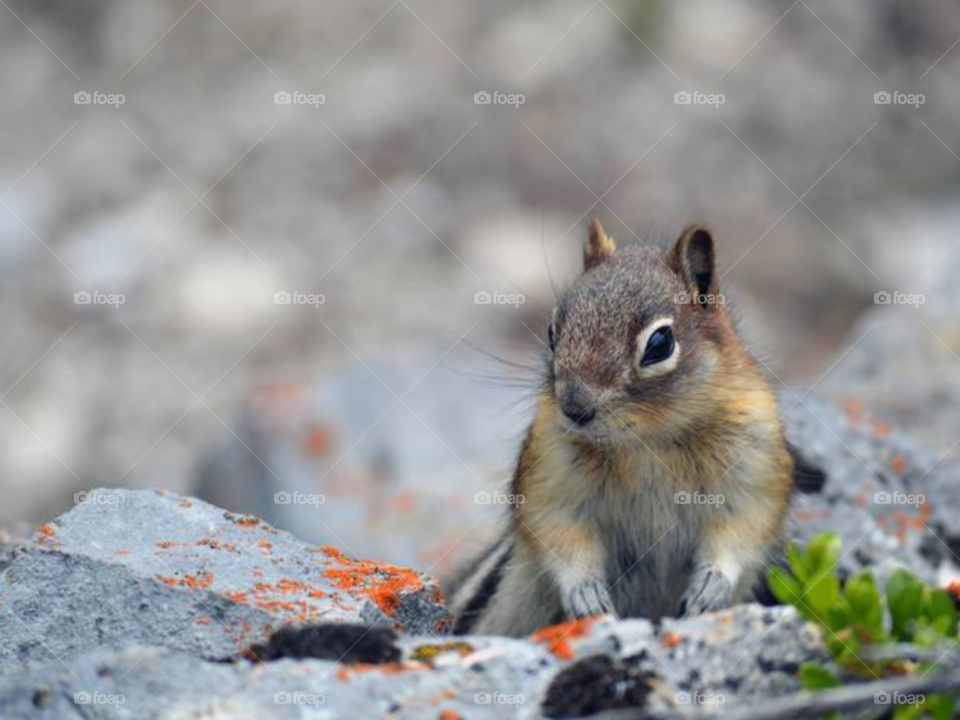 Sitting Squirrel
