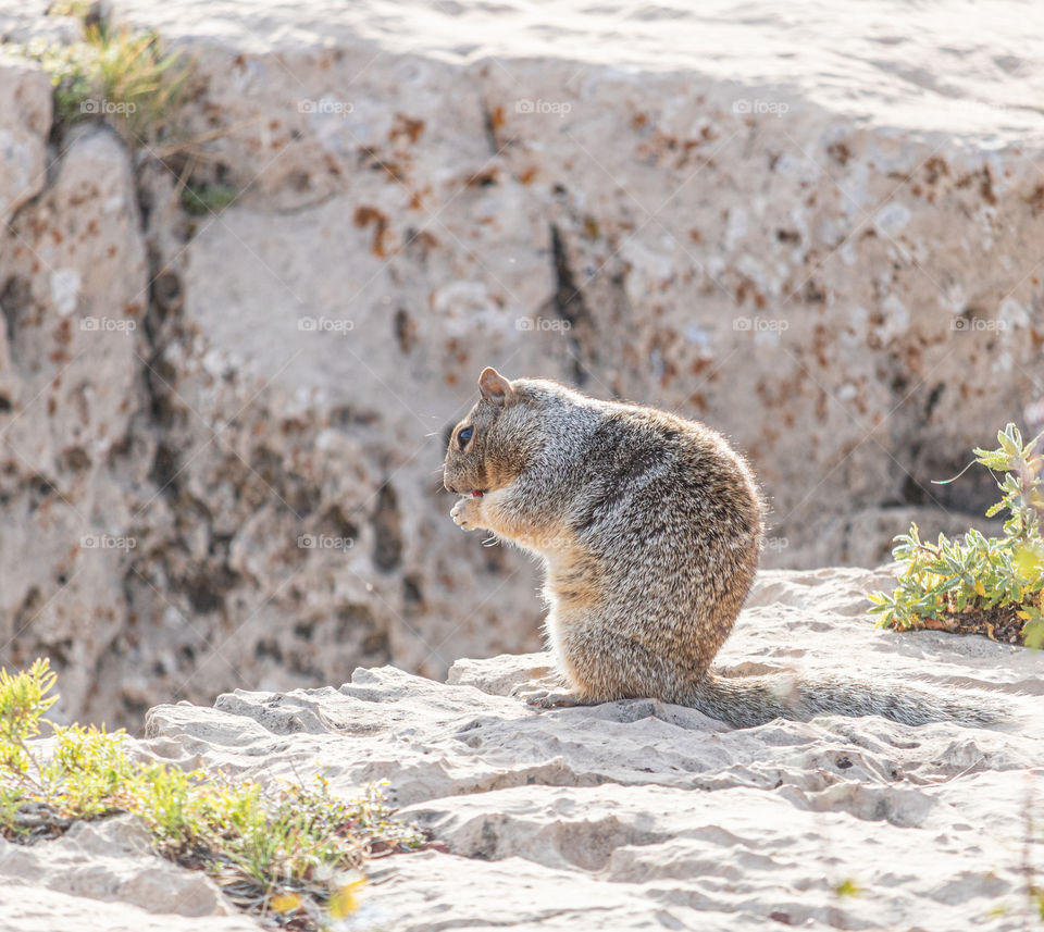 Squirrel at Grand Canyon National Park