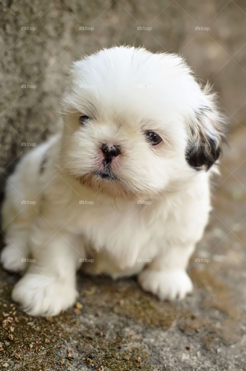 White Puppy.

Close up of Cute little white puppy dog sitting on ground.