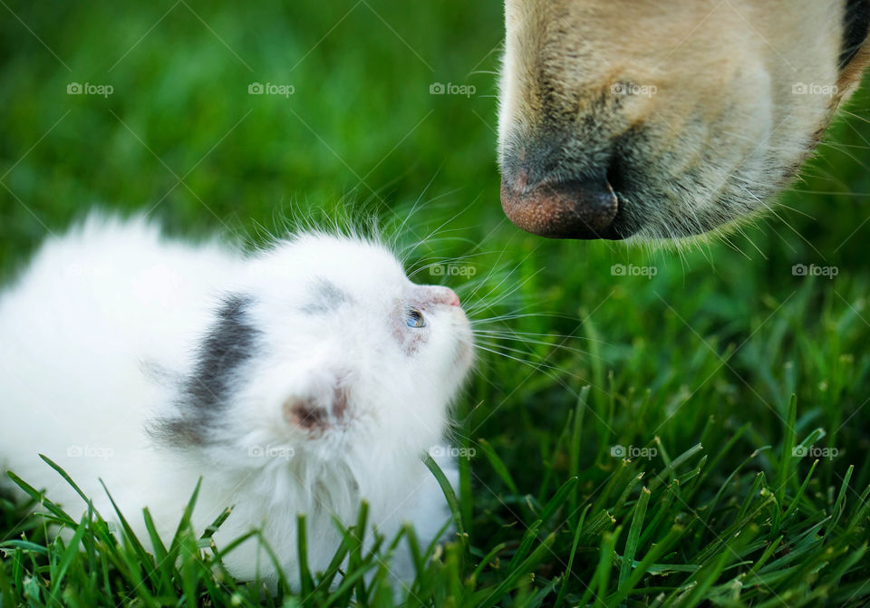 Close-up of domestic animals