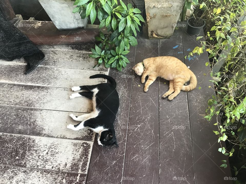 Cats sleeping in Thailand