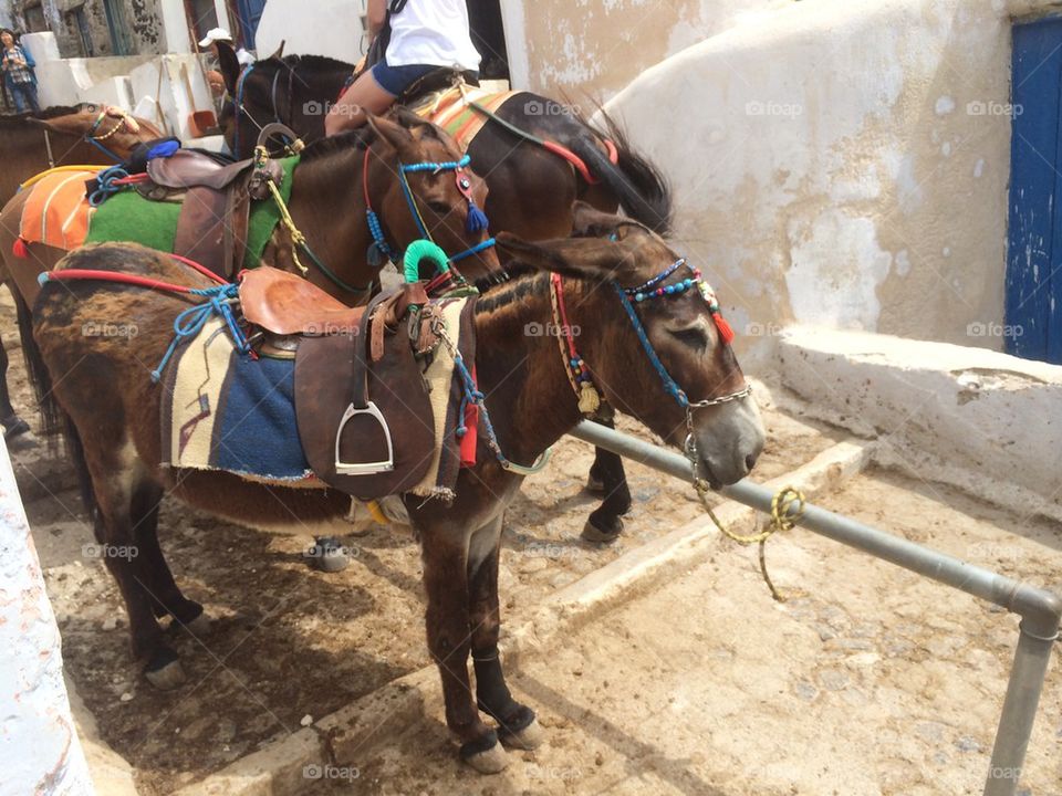 Santorini Mules