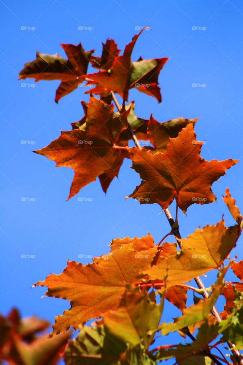 Bright autumn leaves