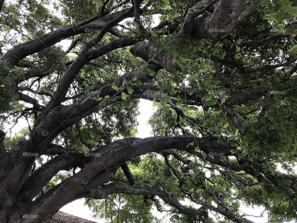 Under the Big Oak Tree