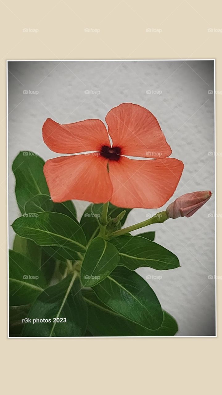 new and upcoming shoot