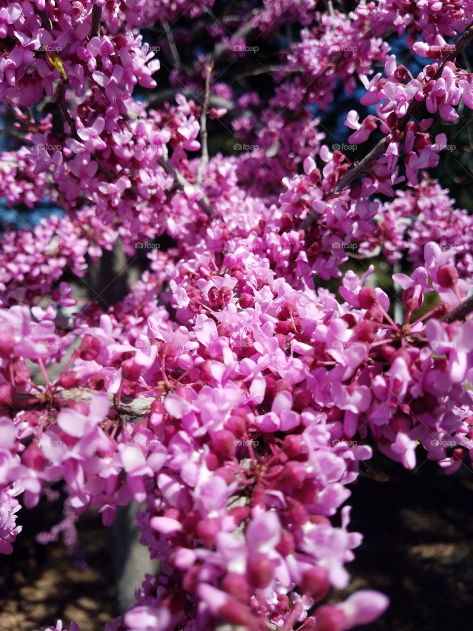 pink tree flowers