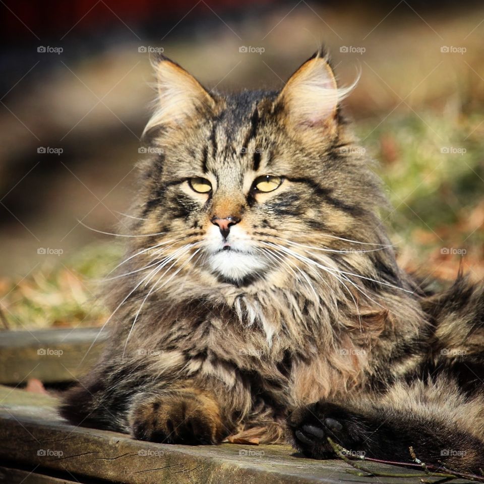 Mainecoon