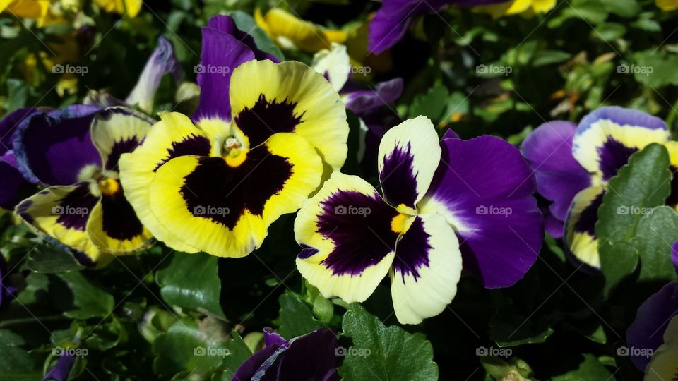pansies. spring flowers