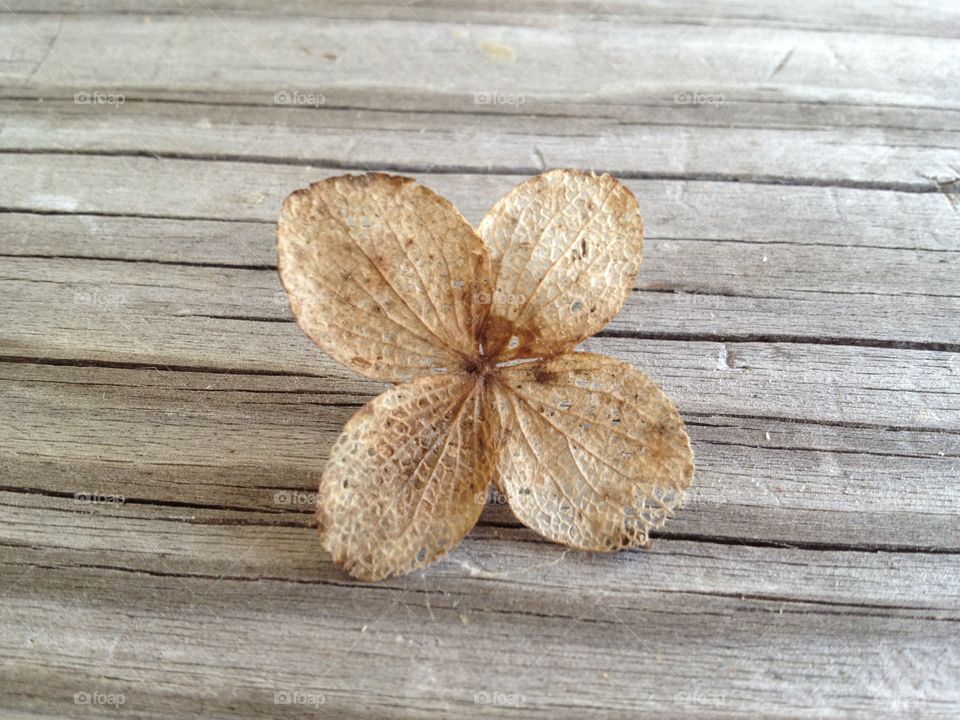 Dry four leaf clover
