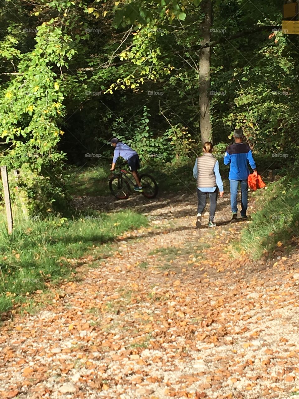 Walking a sunday in wood 