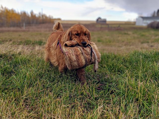 Cute Dog Carrying Knapsack In his Mouth On The Farm