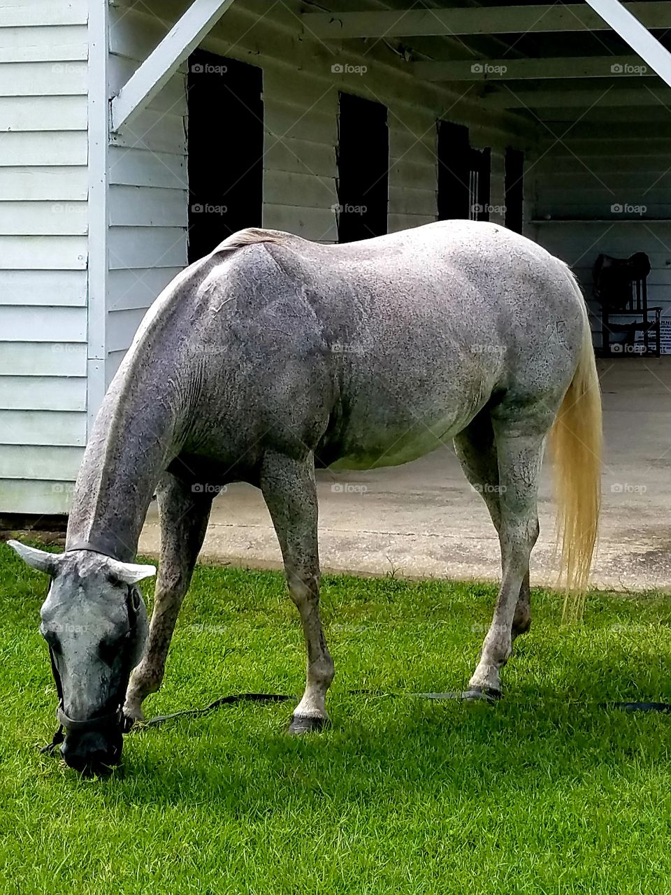 White Horse