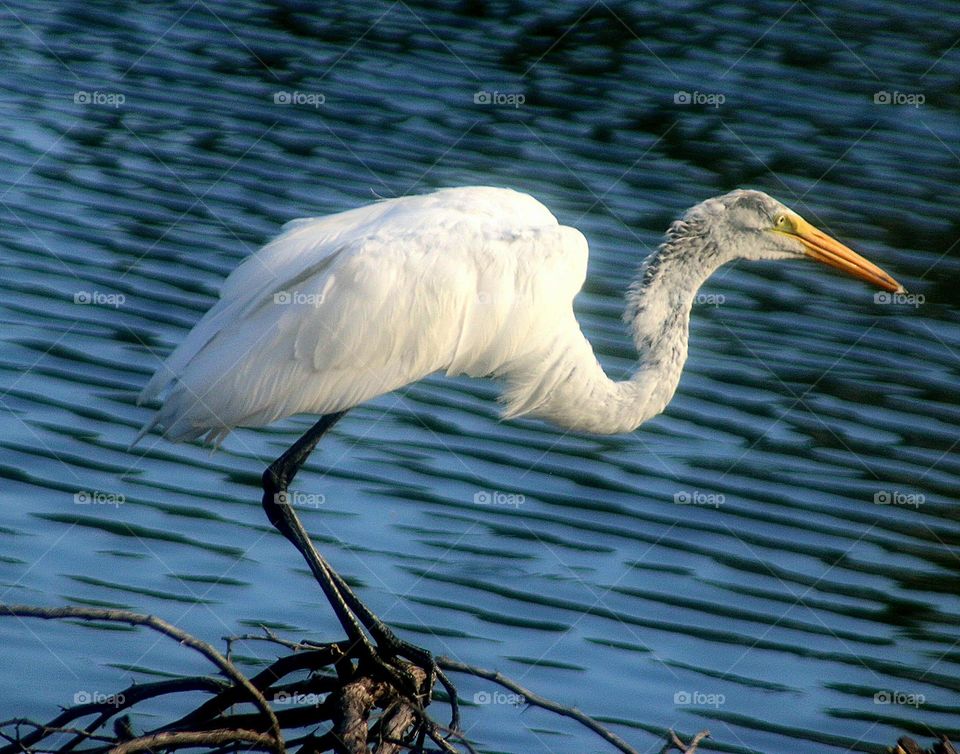 Great White Heron About to Takeoff