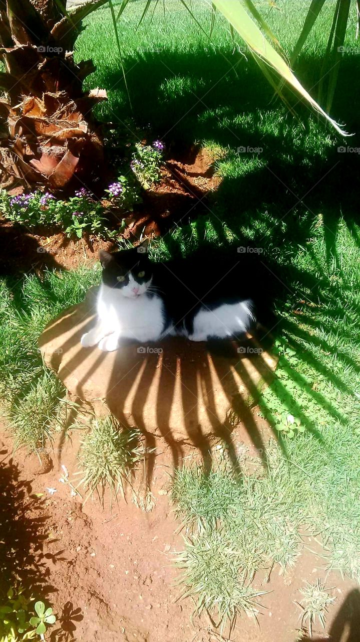 Cat in shade