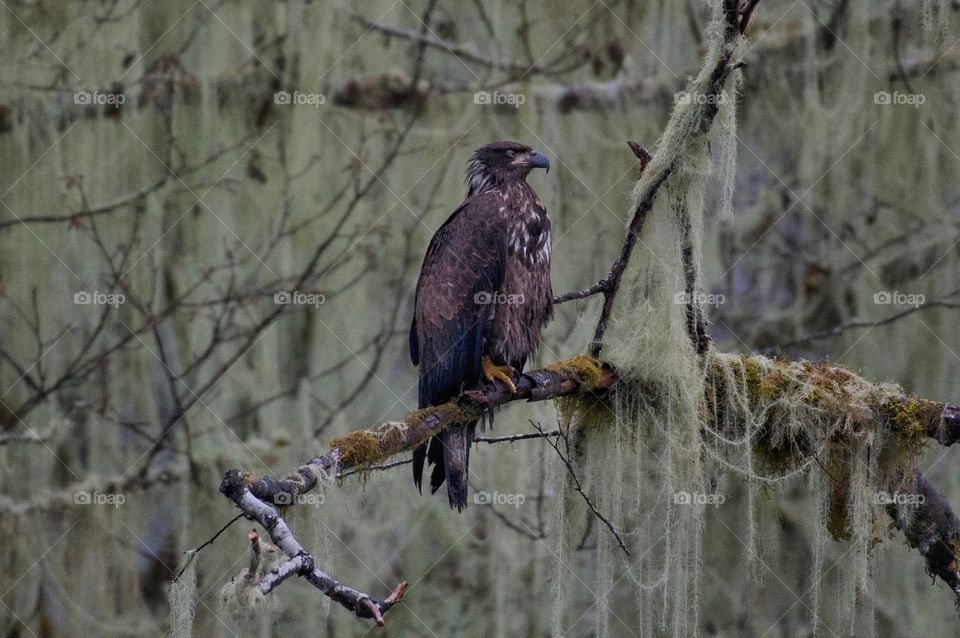 Juvenile bald eagle