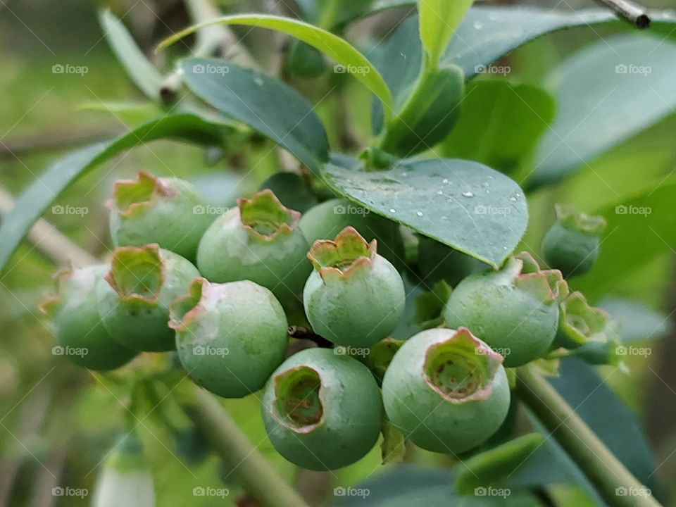 Green monochrome photo of a cluster of unripe plump blueberries on a blueberry Bush.