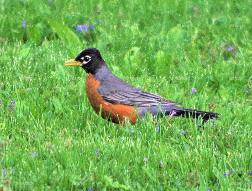 Robin in Grass