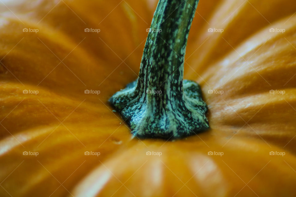 Pumpkin Macro Shot