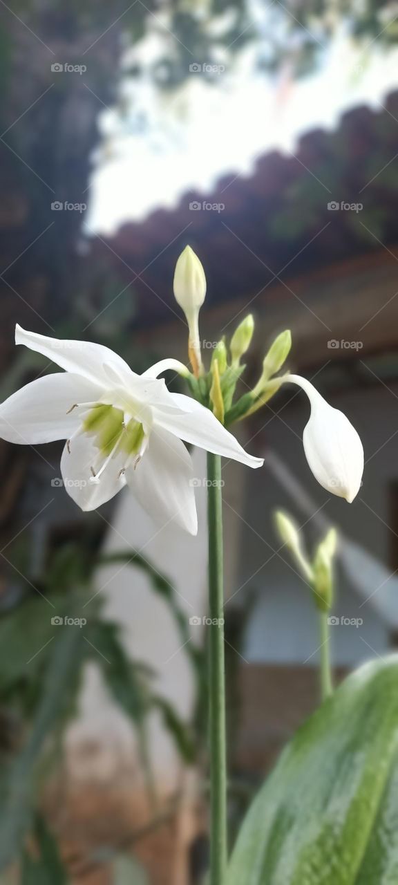 hyacinth flower