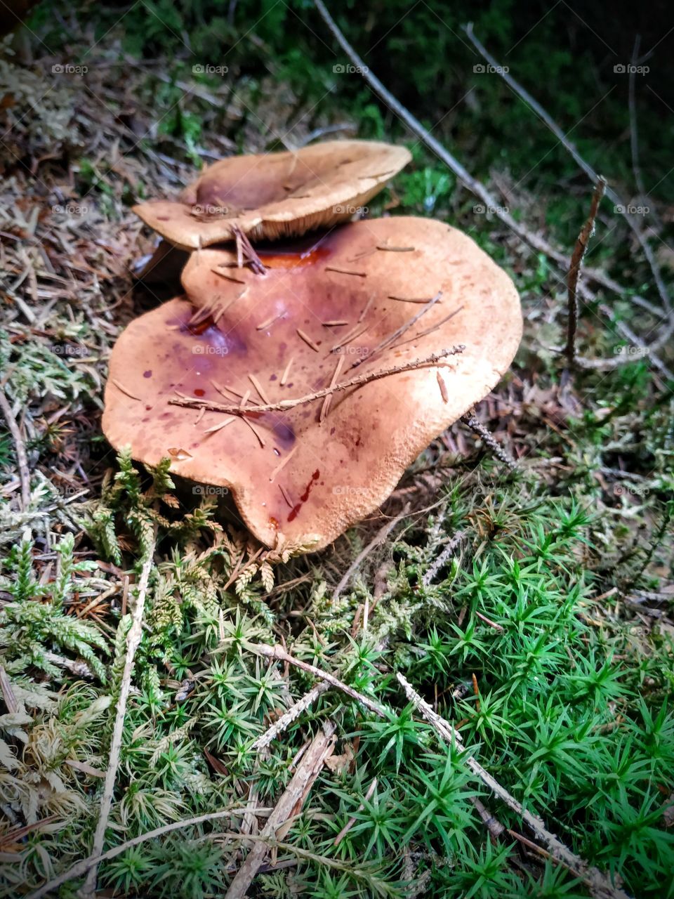 Two mushrooms in the wood