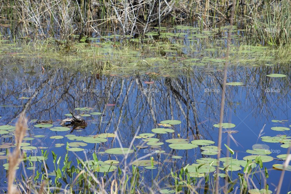 Pond Reflections