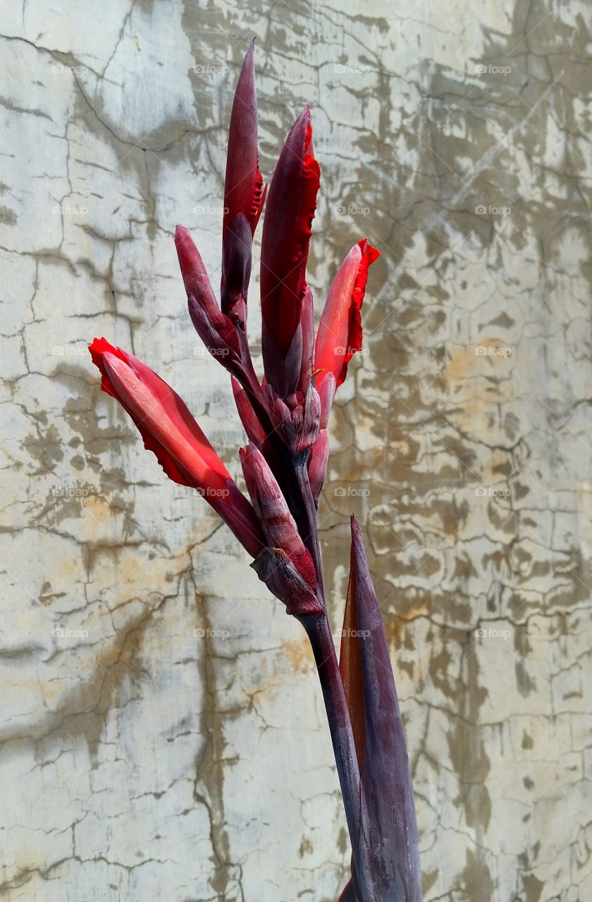 Buds of red canna are about to bloom in concrete wall background.