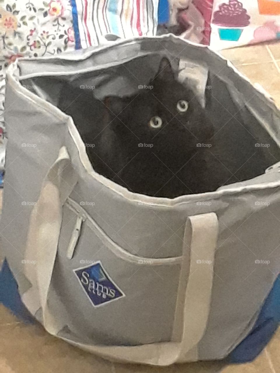 cat in the bag...