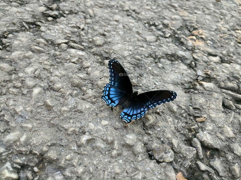 butterfly