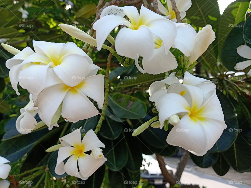 White Plumeria Flowers