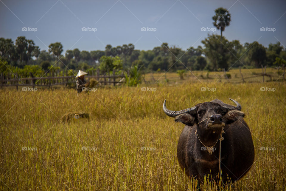 Water buffalo 