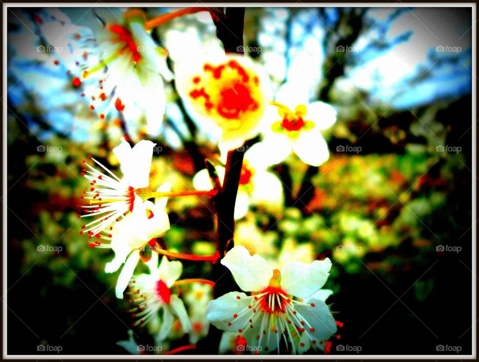 Blossom 